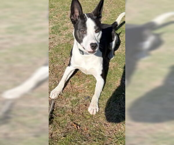 Medium Photo #2 Mutt Puppy For Sale in Cliffwood, NJ, USA