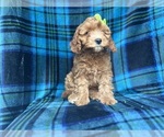 Small #1 Cavapoo