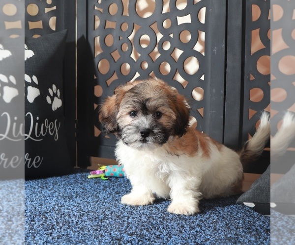 Medium Photo #2 Zuchon Puppy For Sale in MOUNT VERNON, OH, USA