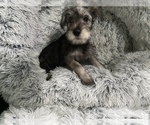 Small Photo #16 Schnauzer (Miniature) Puppy For Sale in CAMBRIDGE, MA, USA