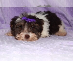 Yorkshire Terrier Puppy for sale in BARNESVILLE, KS, USA