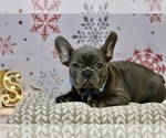 Small Photo #1 French Bulldog Puppy For Sale in ERIAL, NJ, USA