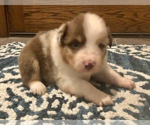 Australian Shepherd Puppy for sale in LODA, IL, USA