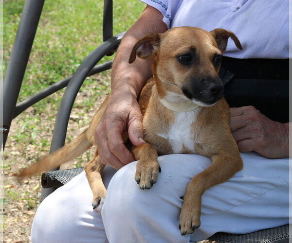 Medium Photo #4 Dachshund-Unknown Mix Puppy For Sale in Bandera, TX, USA
