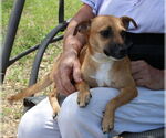 Small #3 Dachshund Mix