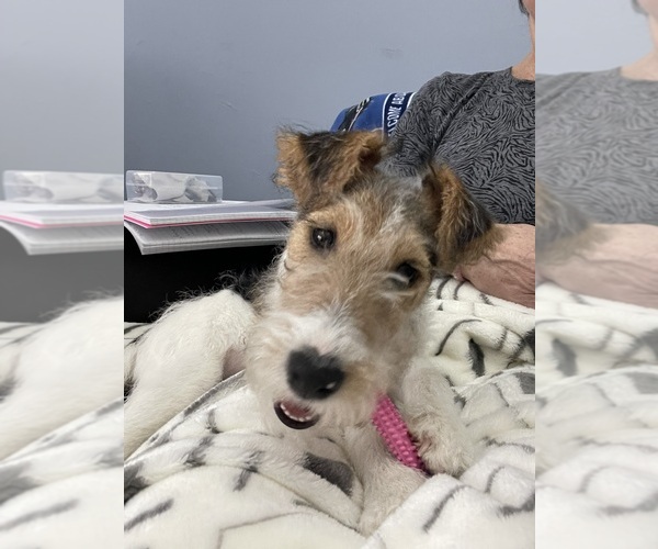 Medium Photo #1 Wire Fox Terrier Puppy For Sale in MUNFORD, TN, USA