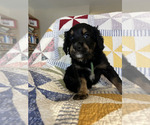 Small Photo #2 Bernedoodle Puppy For Sale in SUNNYVALE, CA, USA