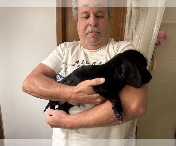 Medium Photo #1 Schweenie Puppy For Sale in DOTHAN, AL, USA