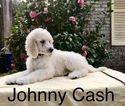 Small Photo #5 Poodle (Standard) Puppy For Sale in CHARLESTON, SC, USA