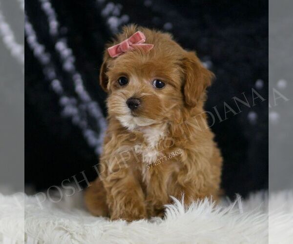 Medium Photo #6 Maltipoo Puppy For Sale in WARSAW, IN, USA