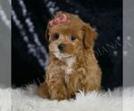 Small #5 Maltipoo