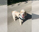 Small #3 Poodle (Miniature)