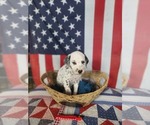 Small Photo #28 Dalmatian Puppy For Sale in VASSALBORO, ME, USA