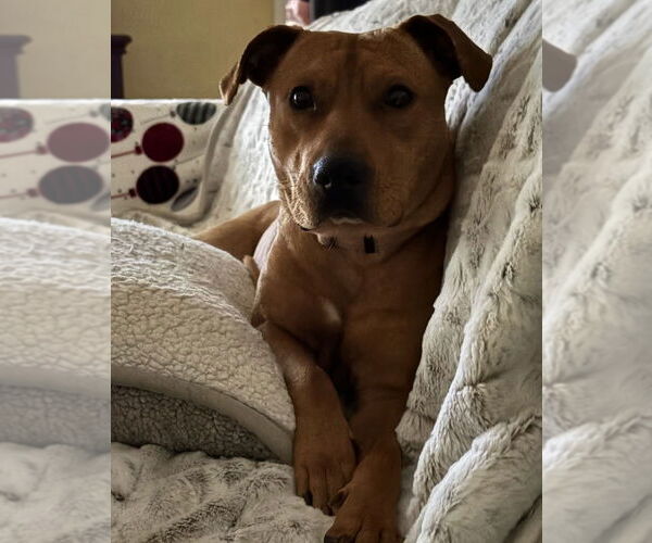 Medium Photo #1 Labrador Retriever-Unknown Mix Puppy For Sale in Boston, MA, USA