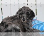 Small Photo #1 Poodle (Standard) Puppy For Sale in MALABAR, FL, USA