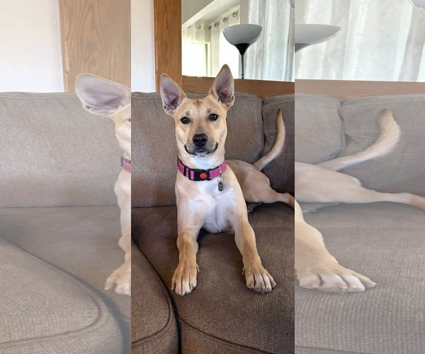 Medium Photo #1 Labrador Retriever Puppy For Sale in Menifee, CA, USA