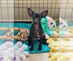 Small #6 Rat Terrier