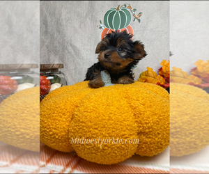 Yorkshire Terrier Puppy for sale in FENTON, MI, USA