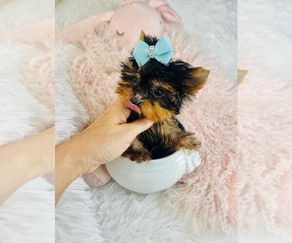 Medium Photo #1 Yorkshire Terrier Puppy For Sale in PEMBROKE PINES, FL, USA