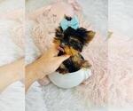 Puppy Puppy 4 Yorkshire Terrier