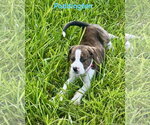 Small #4 Boxer