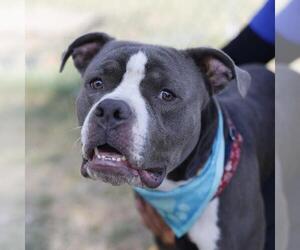 American Staffordshire Terrier-Unknown Mix Dogs for adoption in San Antonio, TX, USA
