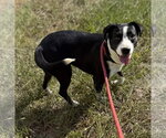 Small Photo #3 Border Collie-Unknown Mix Puppy For Sale in Oakhurst, NJ, USA