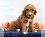 Small #3 Goldendoodle (Miniature)