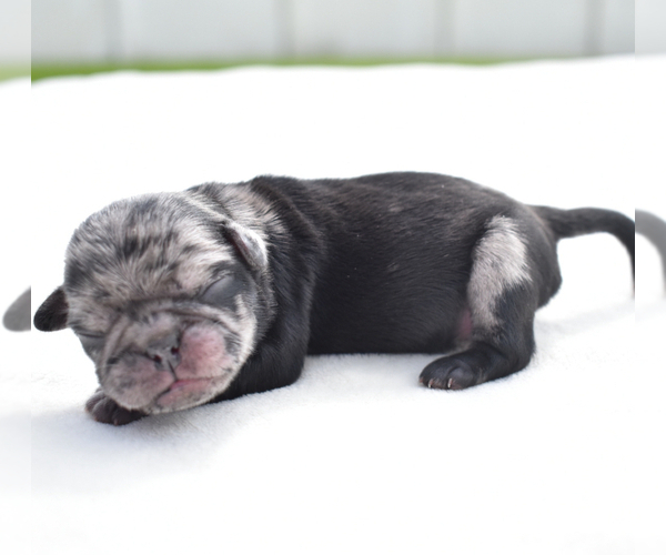 Medium Photo #6 Pug Puppy For Sale in PALM COAST, FL, USA