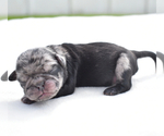 Small #5 Pug