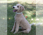 Image preview for Ad Listing. Nickname: Buddy