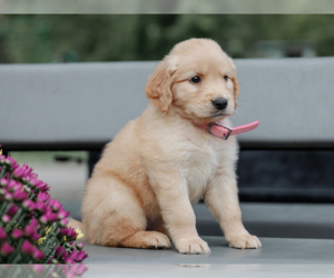Golden Retriever Puppy for sale in LIBERTY, KY, USA