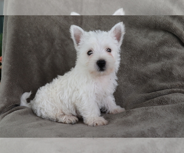 Medium Photo #1 West Highland White Terrier Puppy For Sale in SHILOH, OH, USA