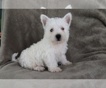 Small Photo #1 West Highland White Terrier Puppy For Sale in SHILOH, OH, USA
