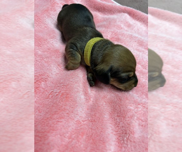 Medium Photo #1 Dachshund Puppy For Sale in ROWLAND HEIGHTS, CA, USA