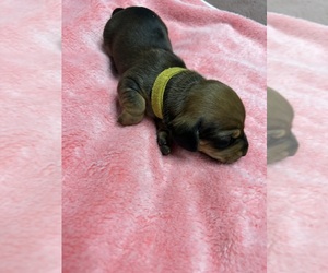 Dachshund Puppy for sale in ROWLAND HEIGHTS, CA, USA