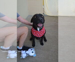 American Pit Bull Terrier-Unknown Mix Dogs for adoption in McKinney, TX, USA