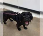 Small #1 Miniature Schnauzer Mix
