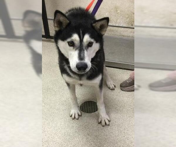Medium Photo #1 Siberian Husky Puppy For Sale in Riverside, CA, USA