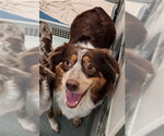 Small Australian Shepherd Mix