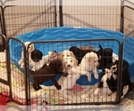 Small Photo #3 Goldendoodle-Poodle (Standard) Mix Puppy For Sale in GAINESVILLE, FL, USA
