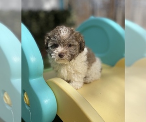Maltipoo Puppy for sale in SCOTTSVILLE, VA, USA