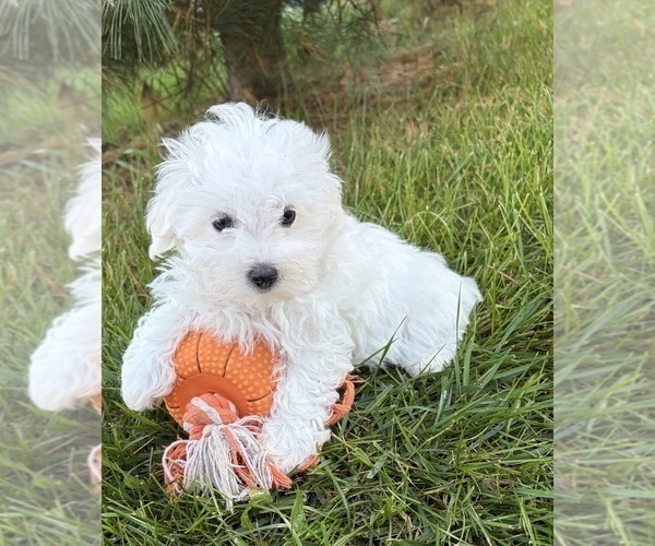 Medium Photo #2 Maltese Puppy For Sale in MIDDLEBURY, IN, USA