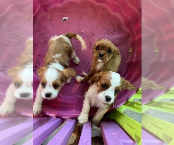 Medium Photo #10 Cavalier King Charles Spaniel Puppy For Sale in ALBUQUERQUE, NM, USA