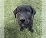 Small Labrador Retriever Mix