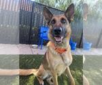 Small #1 German Shepherd Dog Mix