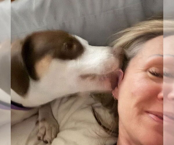 Medium Photo #2 Labrador Retriever-Unknown Mix Puppy For Sale in Salt Lake City, UT, USA