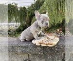 Small #2 French Bulldog