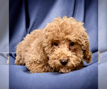 Small #7 Poodle (Miniature)