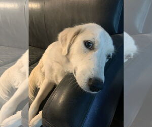 Great Pyrenees Dogs for adoption in Garland, TX, USA